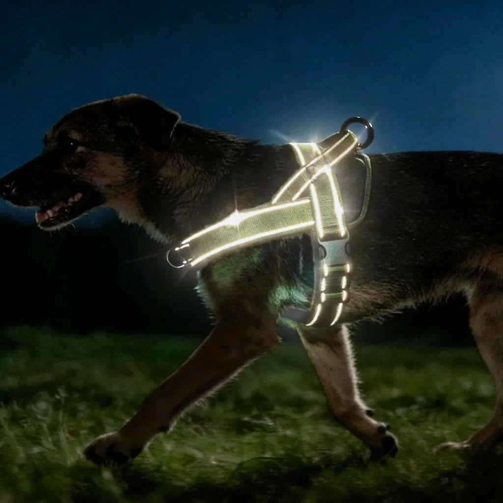 Adventure No-Pull Dog Harness